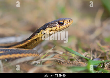 Common garter snake (Thamnophis sirtalis) portrait, Iowa, USA. Stock Photo