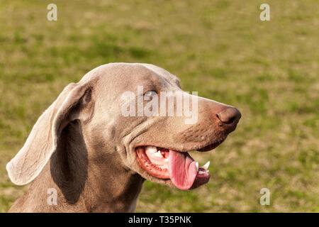 Detail of Weimaraner. Hunting dog in the meadow. Dog's eyes. Hound on the hunt. Young Weimaraner. Stock Photo