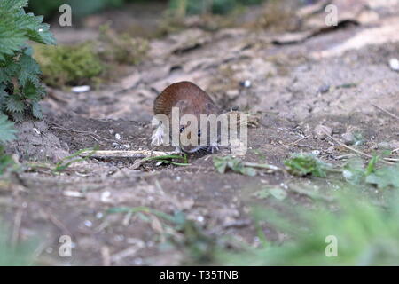 Bank Vole (Myodes glareolus) smallest UK vole Stock Photo