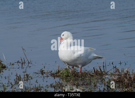 Domestic Goose, Rutland Water Stock Photo