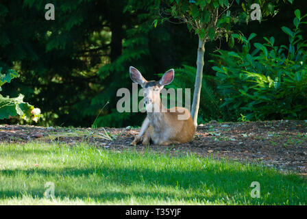 Deer in the back yard in Surrey, British Columbia, Canada Stock Photo