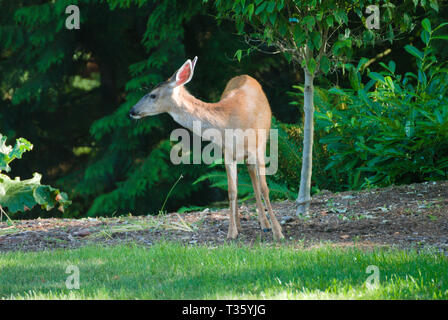 Deer in the back yard in Surrey, British Columbia, Canada Stock Photo