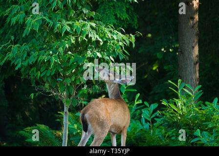 Deer in the back yard in Surrey, British Columbia, Canada Stock Photo