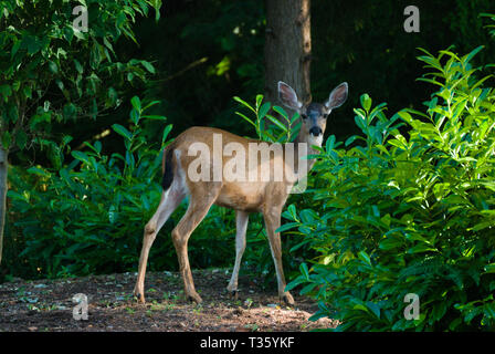 Deer in the back yard in Surrey, British Columbia, Canada Stock Photo