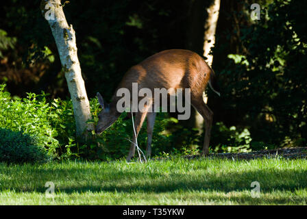 Deer in the back yard in Surrey, British Columbia, Canada Stock Photo