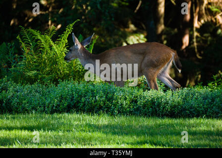 Deer in the back yard in Surrey, British Columbia, Canada Stock Photo