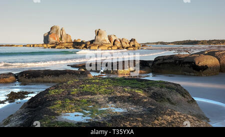 seaweed covered rocks at picnic rocks in tasmania, australia Stock Photo