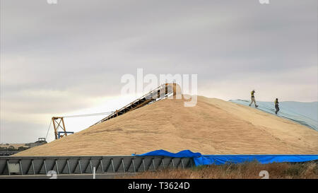 workers hurry to cover part of the wheat harvest with tarpaulins Stock Photo