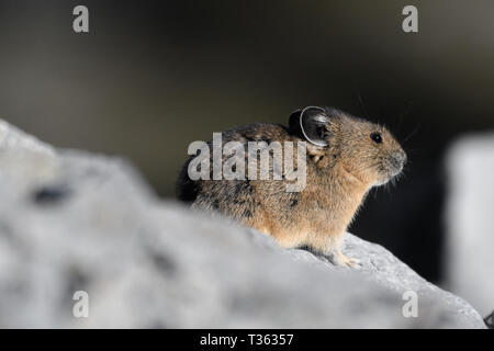 Close-up of an American Pika at sunset in northern Washington Stock Photo