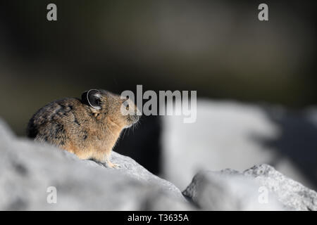 Close-up of an American Pika at sunset in northern Washington Stock Photo