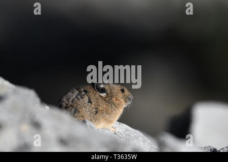 Close-up of an American Pika at sunset in northern Washington Stock Photo