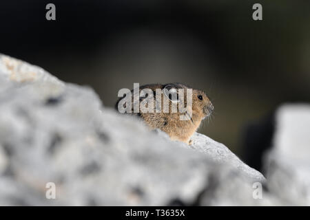 Close-up of an American Pika at sunset in northern Washington Stock Photo