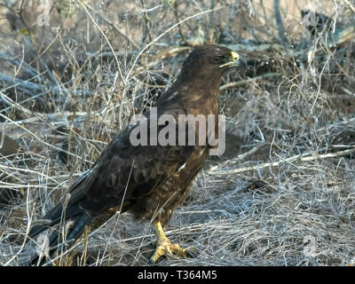 adult galapagos hawk on isla santa fe in the galapagos Stock Photo
