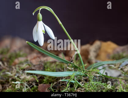 White snowdrop flower among last year's moss and fallen leaves. Presented on a dark background. Stock Photo
