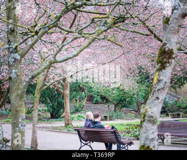 Young couple sitting under cherry blossom tree at a local park in gothenburg sweden Stock Photo