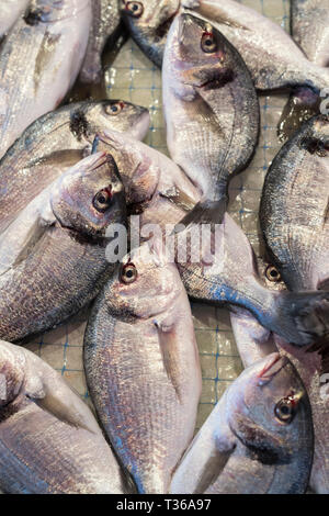 Daurade fish - Orate - on display for sale on market stall at old ...