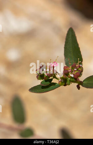 Euphorbia hyssopifolia close up Stock Photo