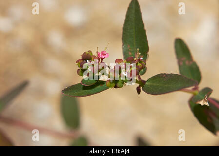 Euphorbia hyssopifolia close up Stock Photo