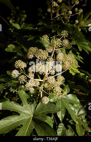 Fatsia japonica in bloom Stock Photo