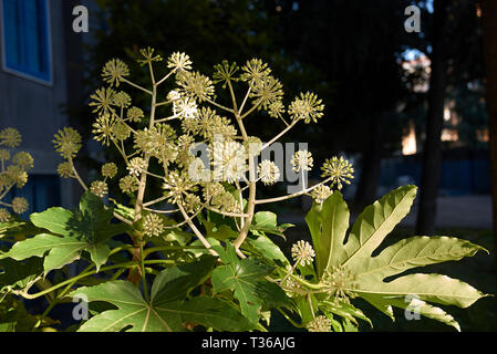 Fatsia japonica in bloom Stock Photo