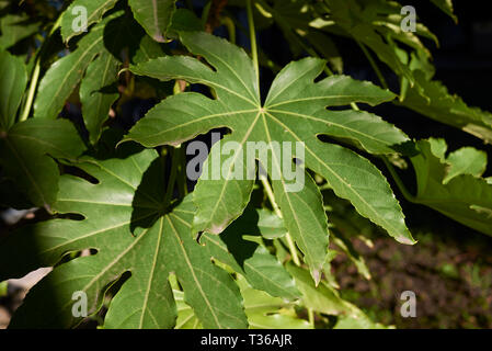 Fatsia japonica in bloom Stock Photo