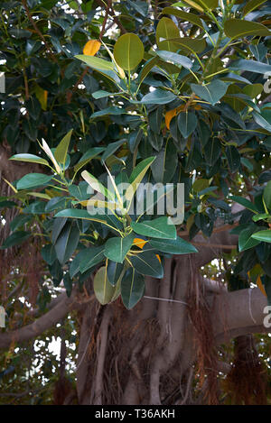 Ficus macrophylla branch close up Stock Photo