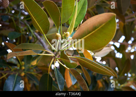 Ficus macrophylla branch close up Stock Photo