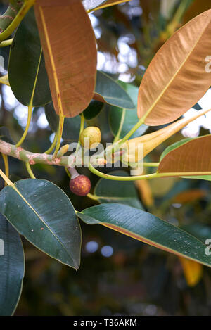 Ficus macrophylla branch close up Stock Photo