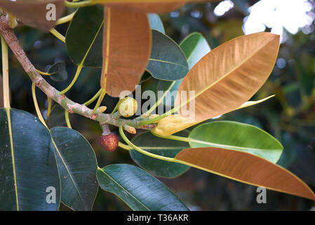 Ficus macrophylla branch close up Stock Photo