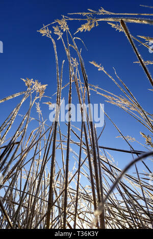 High grass in the field is covered with frosty frost autumn morning against the blue sky 2019 Stock Photo