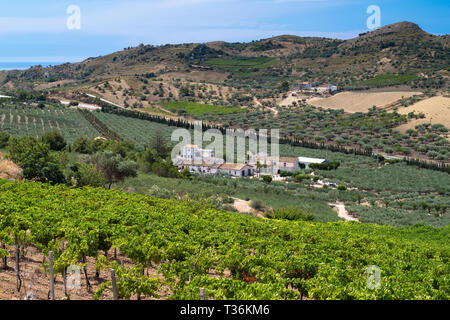 Olive groves for extra virgin olive oil production on rolling hillside at Azienda Agricola Mandranova at Palma di Montechiaro in Sicily