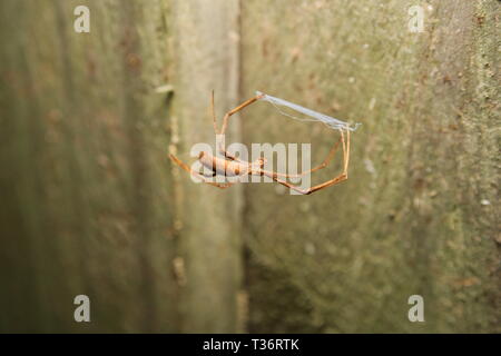 Rufous Net-Casting Spider 'Deinopis subrufa' Stock Photo