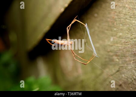 Rufous Net-Casting Spider 'Deinopis subrufa' Stock Photo