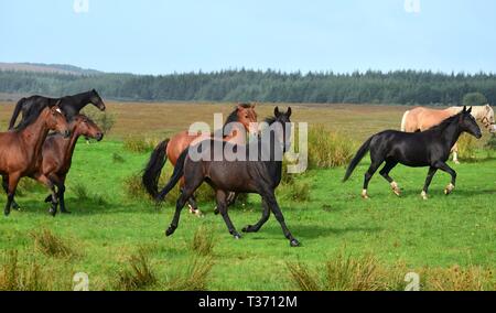 A group of horses running on a meadow in Ireland. Different breeds and colors. Landscape in the background. Stock Photo