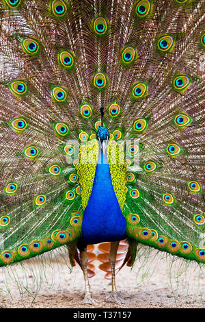 Male peacock bird with full fan of feathers displayed. Stock Photo