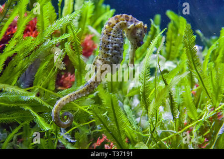 Thorny seahorse between seagrass and blue water Stock Photo