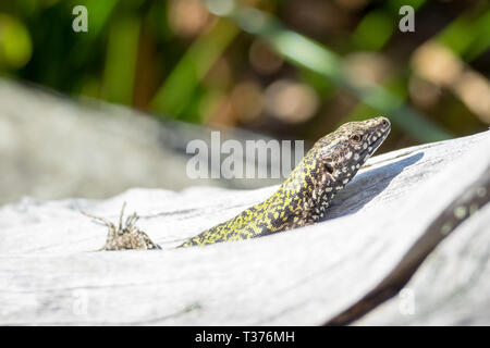 A European wall lizard (Podarcis muralis), also known as a common wall lizard, at the Abkhazi Garden in Victoria, British Columbia, Canada. Stock Photo