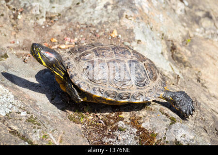 A red-eared slider (Trachemys scripta elegans), also known as a red-eared terrapin, is a subspecies of pond slider. Abkhazi Garden, Victoria, Canada. Stock Photo