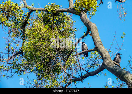 Mistletoe tree and crows birds sitting on branches of treetop Stock Photo