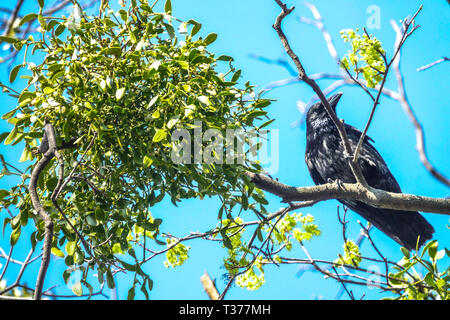 Mistletoe Tree Bird Carrion crow Sitting on a Branch Mistletoe treetop Stock Photo