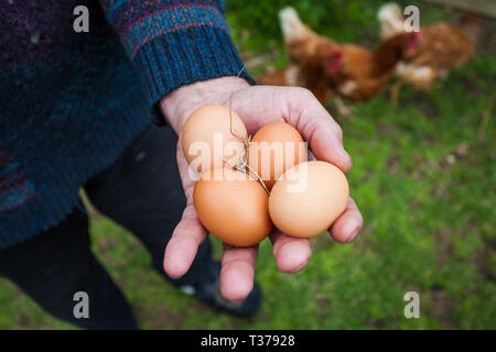 Hands holding fresh free range eggs in the chicken coop on a farm with a grassy background featuring hens Stock Photo