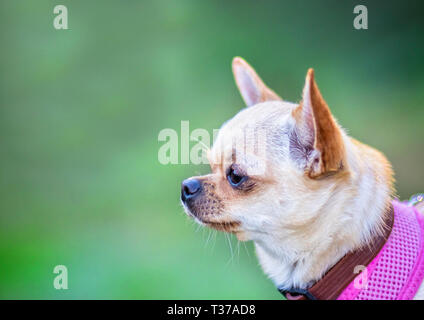 Head of light brown chihuahua with pink harness. There is green background. Stock Photo