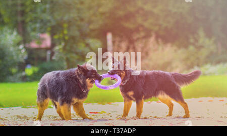 Two dog are playing with purple ring toy. The breed is Bohemian Shepherd. They are playing on the beach in the park. There is colorful sunset. Stock Photo