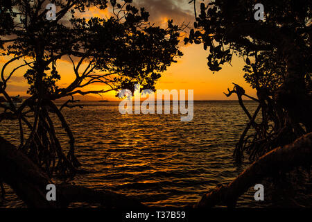 Golden sunset over calm waters of Bustard Bay with mangrove tree and roots silhouetted against sky at 1770 Queensland Australia Stock Photo