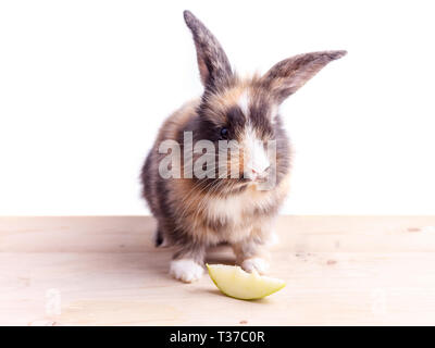 Tricolor rabbit with big ears eating apple Stock Photo