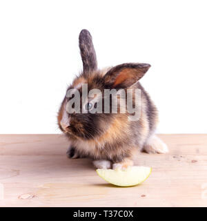 Tricolor rabbit with big ears eating apple Stock Photo
