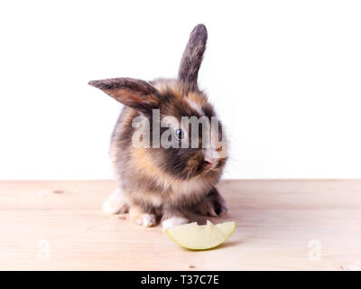 Tricolor rabbit with big ears eating apple Stock Photo