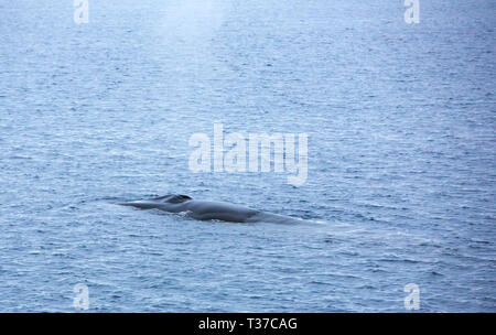 Fin Whale, Balaenoptera physalus surfacing in the weddell Sea, Antarctica. Stock Photo