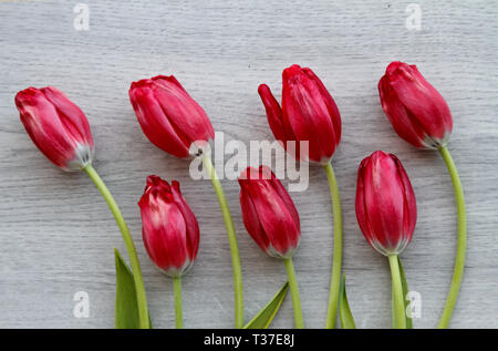 Seven red tulips in arrangement on a gray board Stock Photo