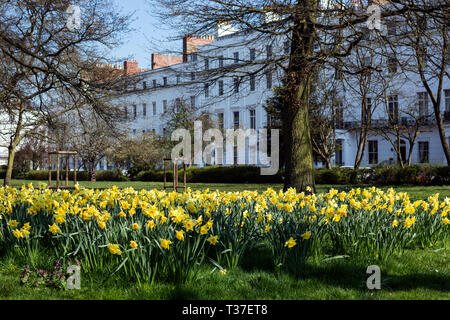 Daffodils in springtime, Clarendon Square, Leamington Spa, Warwickshire, England, UK Stock Photo